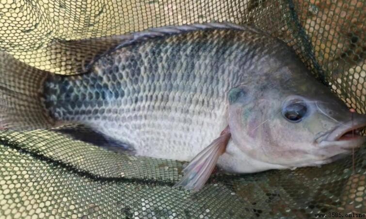 羅非魚刺多嗎？解答羅非魚的刺數與食用注意事項