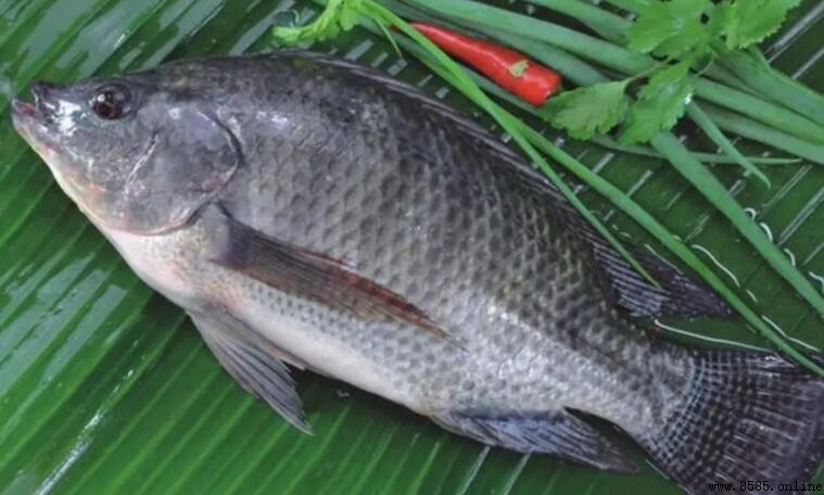 羅飛是什麼魚