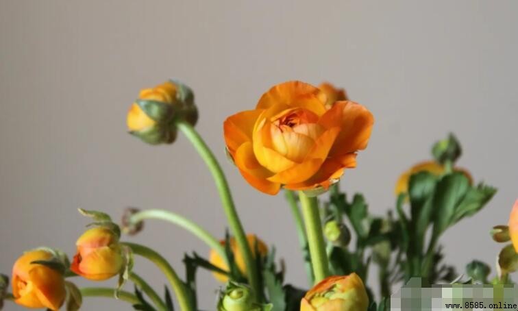 黄色洋牡丹的花語