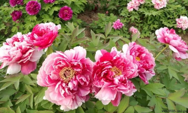 牡丹花期多長？開放時間與季節解析