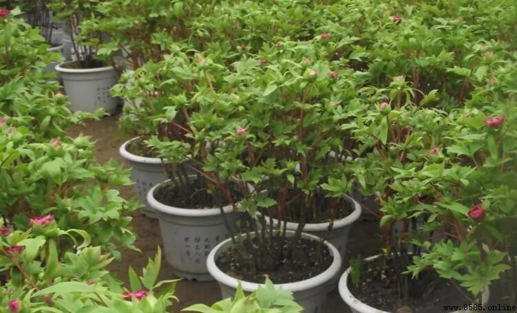 牡丹花不開花的原因解析