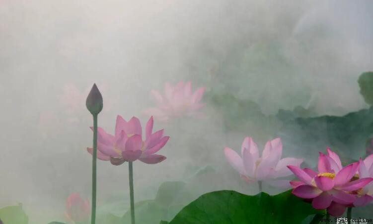 水花晚色静年芳的意思