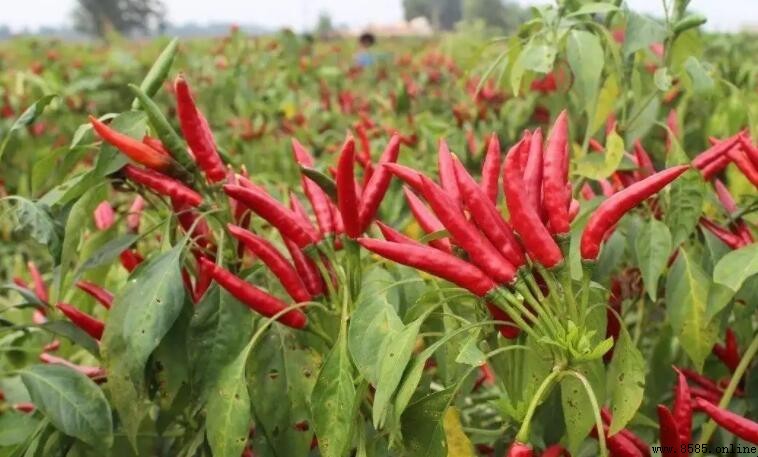 熱地種蔬菜推薦：6種耐熱菜品種與種植技巧
