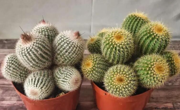 仙人棒如何养护才能开花