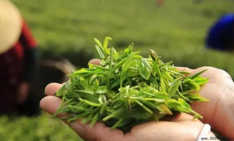 廬山雲霧茶保存方法：4個關鍵要點