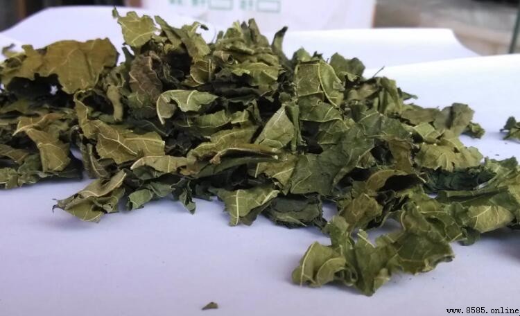 桑葉乾了蠶還可以吃嗎？養蠶寶貝的實用指南