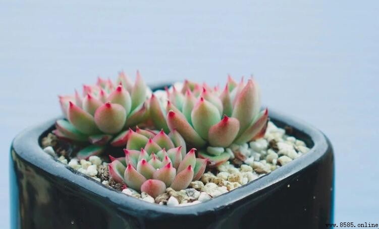 生活中的小确幸文案集