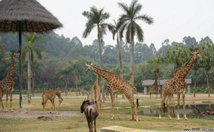 中國最大的動物園是什麼?— 廣州長隆野生動物世界