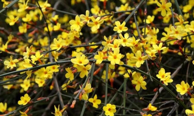 金鐘花與迎春花的差異比較