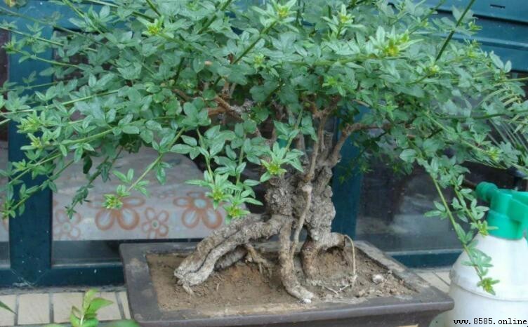 迎春花只長葉子不開花的原因與對策