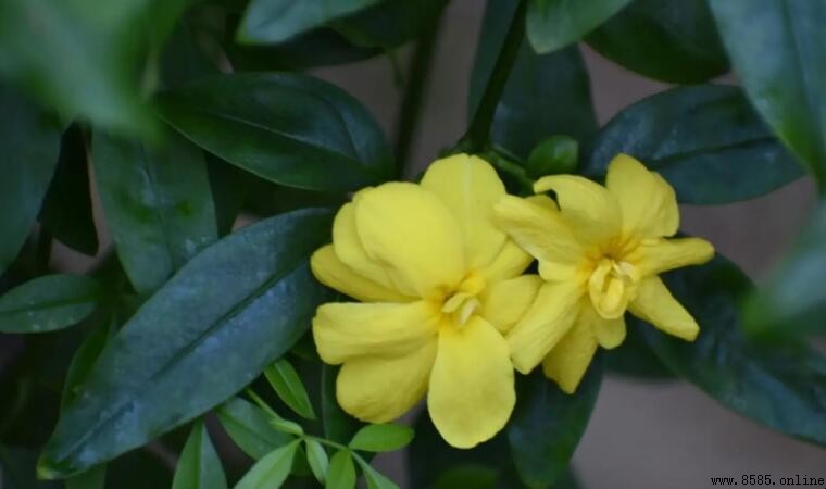迎春花的花語介紹