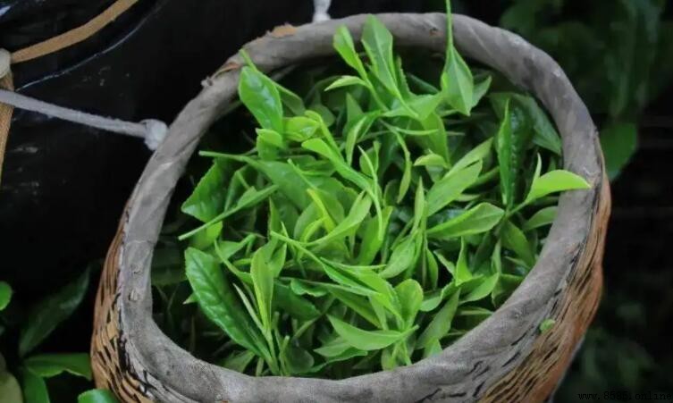 富曬茶適合什麼季節喝
