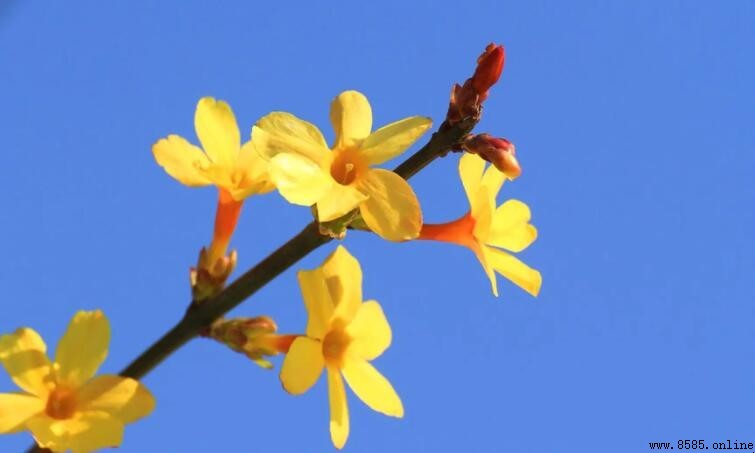 迎春花開放季節:春季的使者