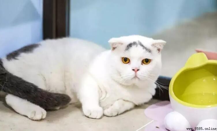 如何讓貓不叫：3個實用方法