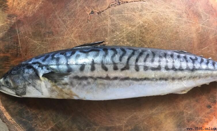 青花魚是什麼魚