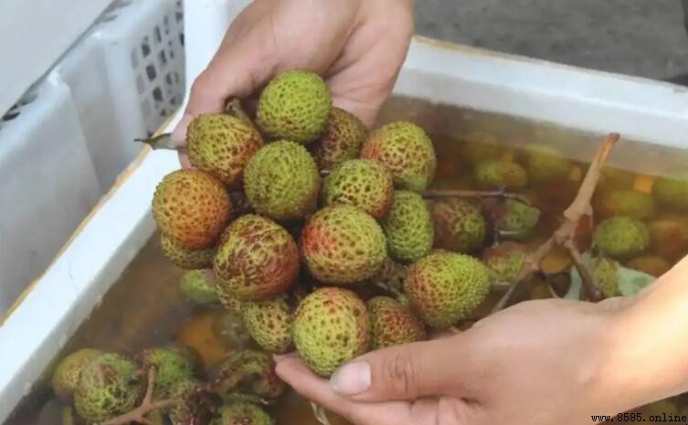 荔枝發黑的原因解析