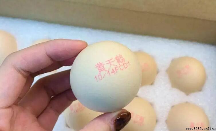 黃天鵝雞蛋與雞蛋的差異比較