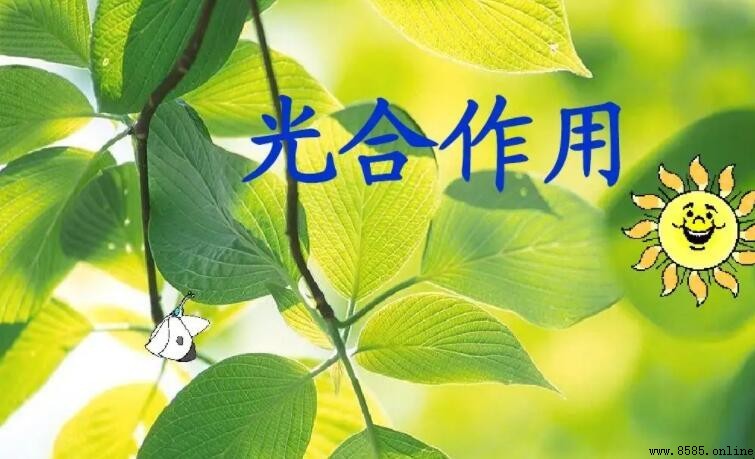 植物光合作用的化學方程式