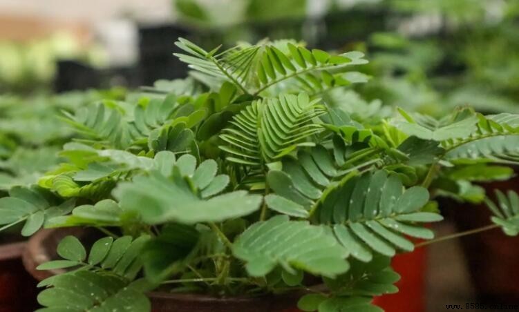 含羞草植物作文怎麼寫？兩篇範文帶你了解