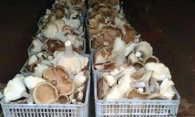 豬肚菇需要焯水嗎?正確處理方法與原因解析