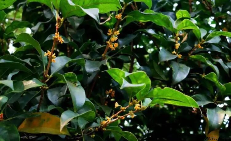 桂花是常綠植物嗎？解析其葉子特質與更替季節