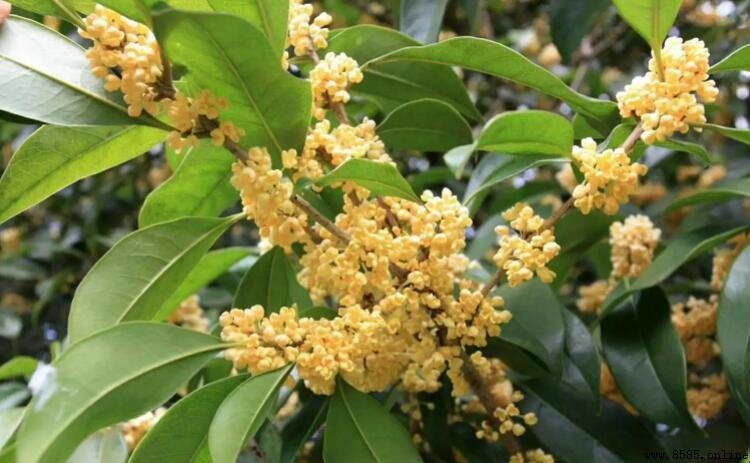 桂花:哪些城市的市花?
