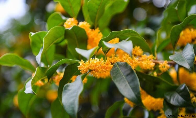 桂花有哪幾種顏色？品種對應色調解析