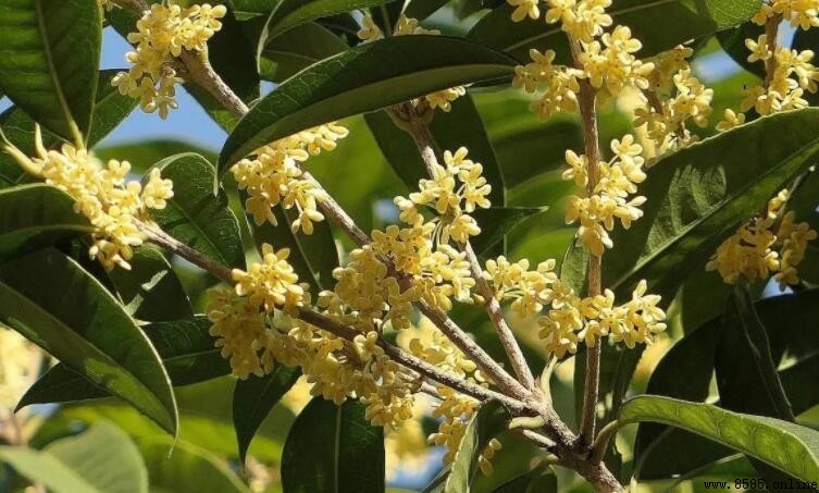 桂花一年開幾次花？四季桂與普通桂花的開花頻率
