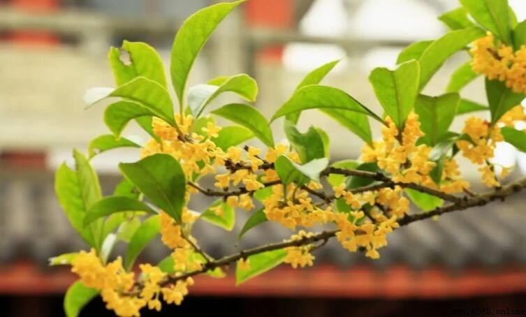 桂花像什麼？比喻句集覽