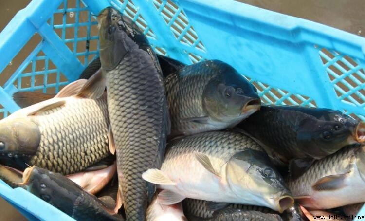 六月釣鯉魚技巧解析：線組、餌料與溜魚心得