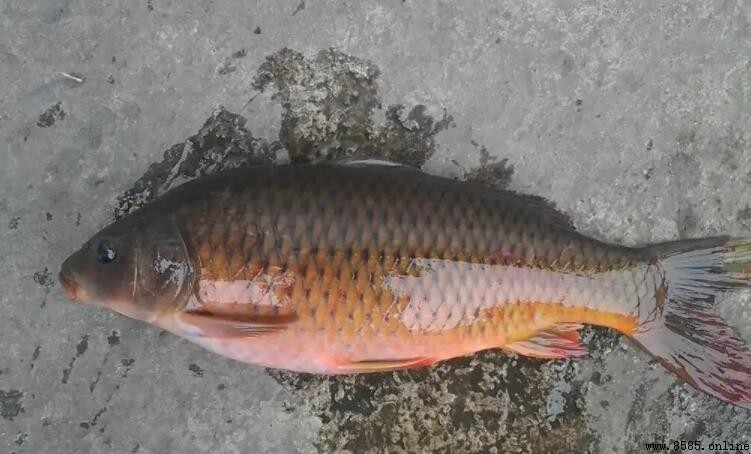 鯉魚苦膽破了怎麼辦？實用處理方法彙整