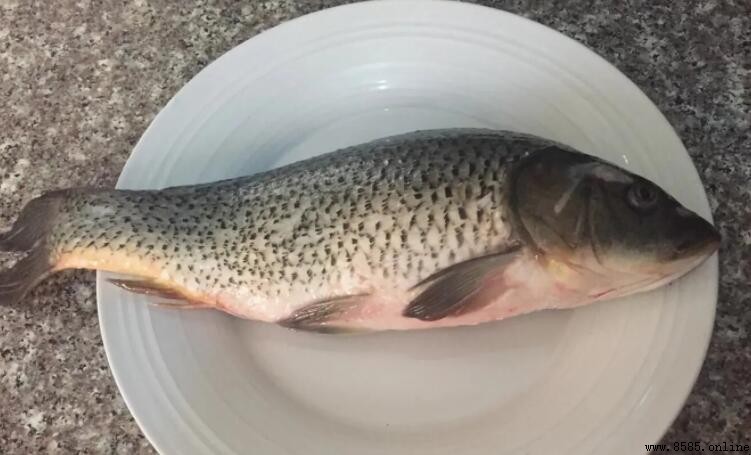 鯉魚苦膽破了還能吃嗎？處理時不小心弄破的風險