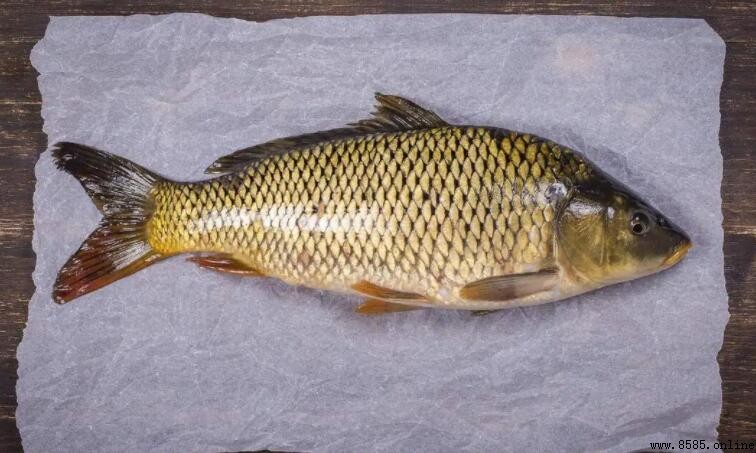 鯉魚能放冰箱嗎？正確保存方法大公開