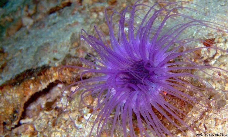 海葵屬於什麼動物？解析其生物分類與特徵