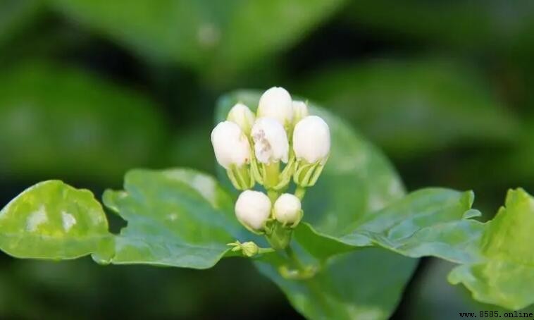 自動識別花卉的軟件推薦：輕鬆識別各類花卉