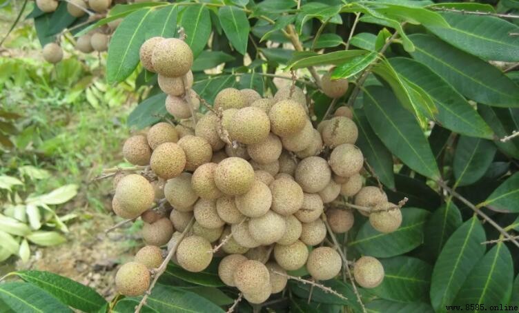 四季龍眼是否四季都結果？解析其產期與種植要點