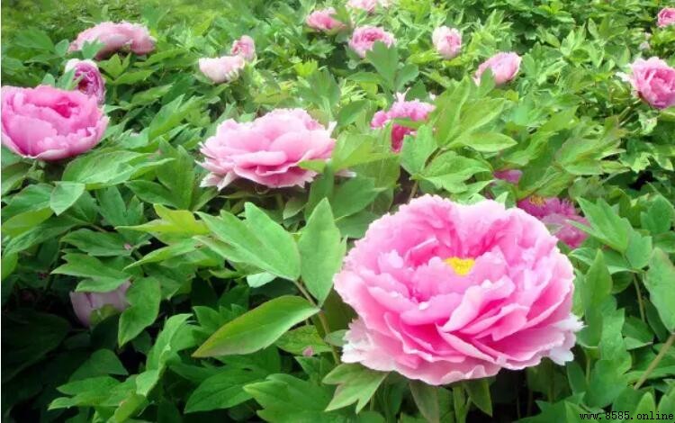 四月開的花有哪些｜春季代表性的花卉與養護要點