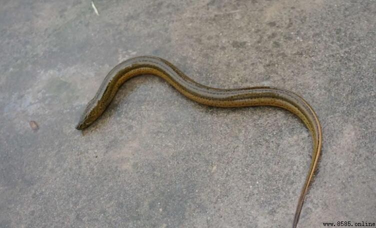 黃鳝死了變硬還能吃嗎