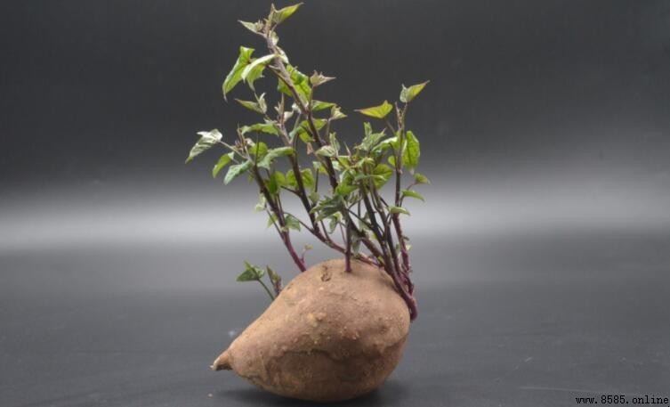紅薯發芽能否食用?安全與處理方法解析