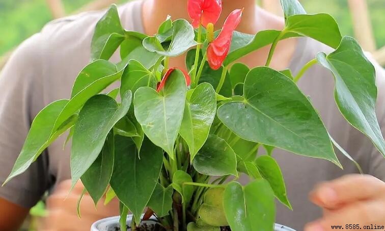 紅掌盆栽有毒嗎？解答與預防措施