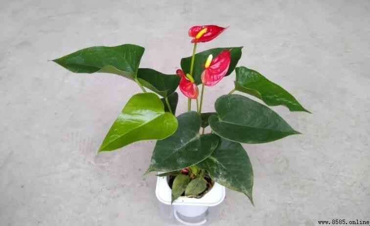 紅掌能夠淨化空氣嗎？
