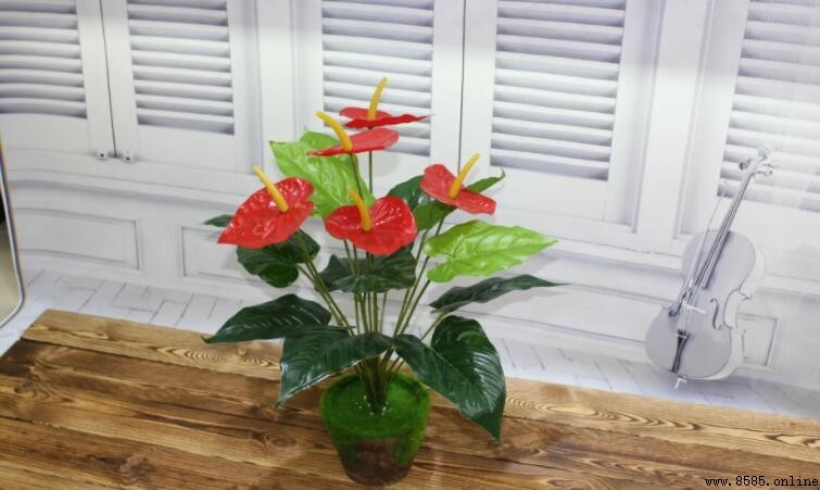 火鶴花是否有毒?解析其毒性及安全養殖注意事項