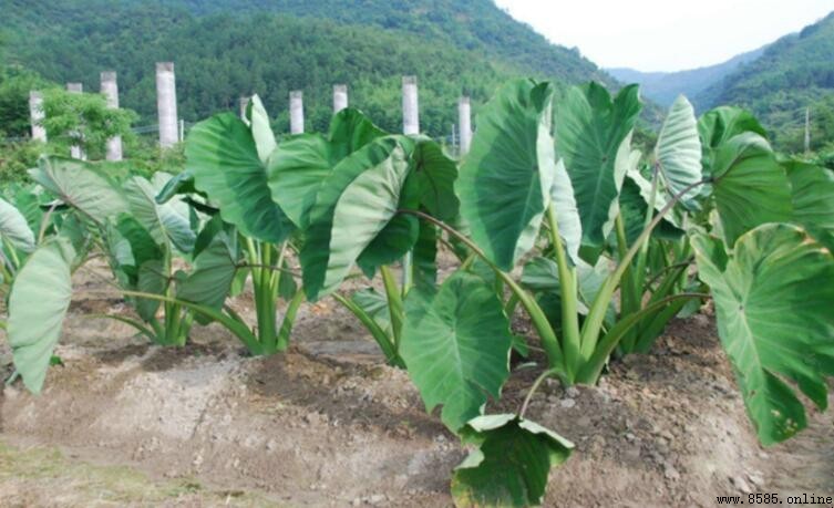 芋頭种植時間全解析：最佳栽種時機與收獲時間