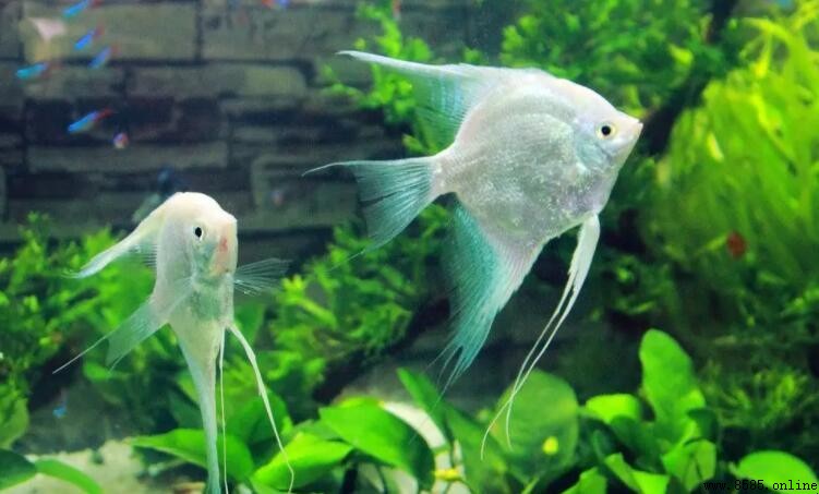 燕魚能否和孔雀魚混養？混養注意事項解析