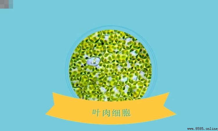 葉肉細胞屬於什麼組織