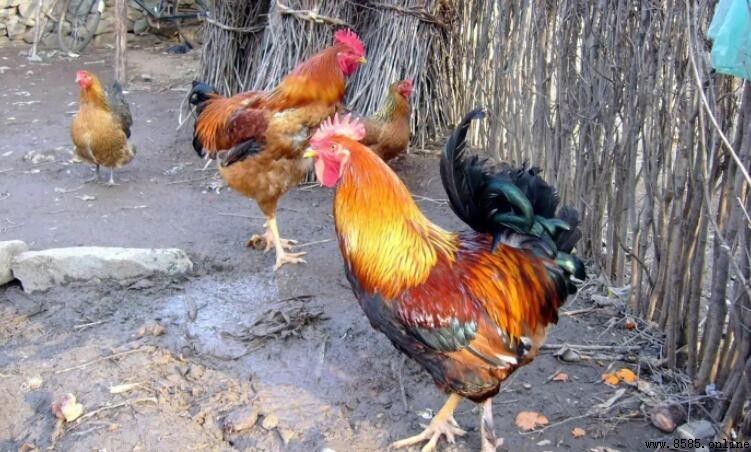 雞是鳥類嗎？科學解答與鳥類特徵解析