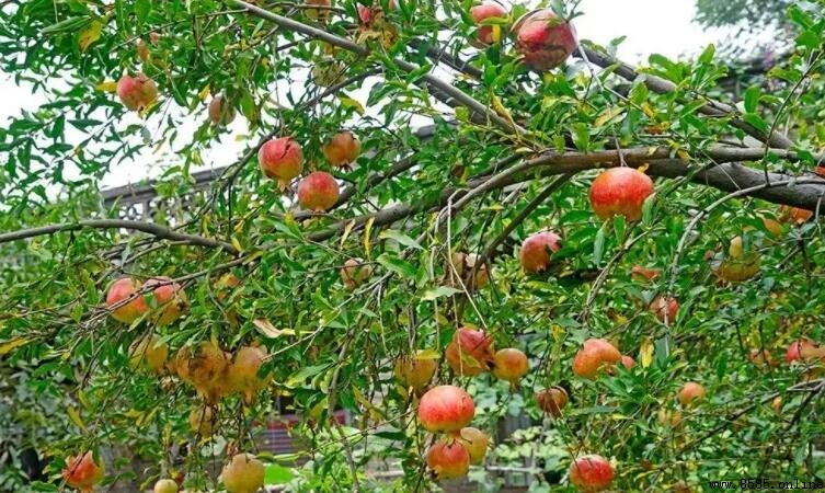 石榴樹幾年結果？影響因素與品種差異解析