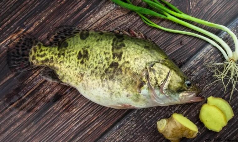 鳜魚與桂魚的差別：它們是同一種魚嗎？