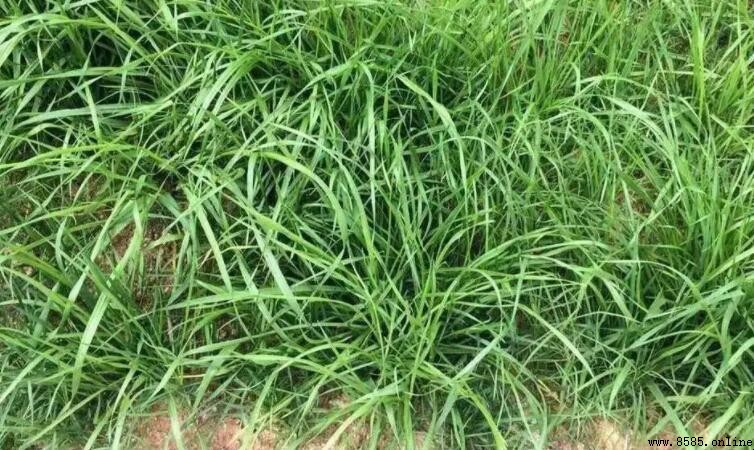 禾本科雜草種類介紹