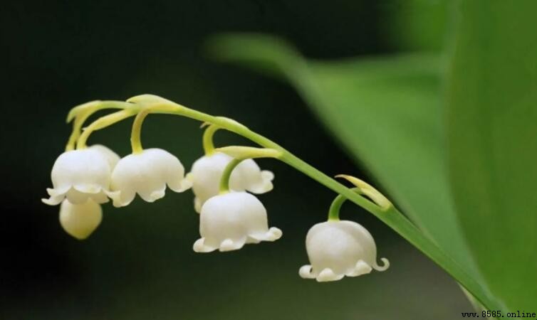 鈴蘭花開花時間揭秘：幾月份開花？